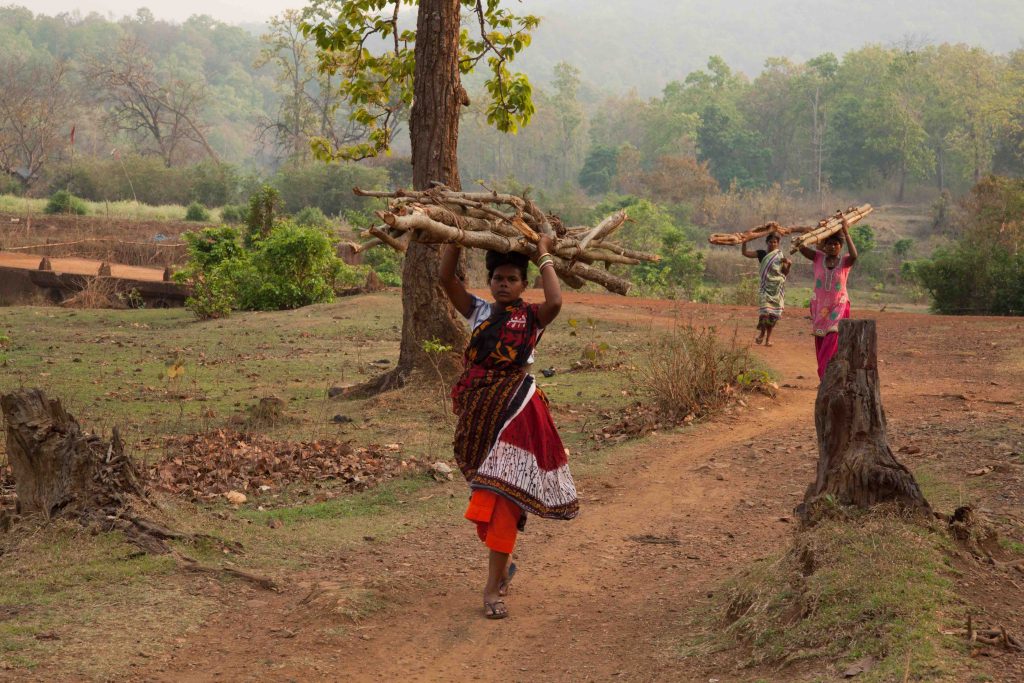 Santhal women carrying firewood in the buffer area of Simlipal Tiger Reserve, Odisha.